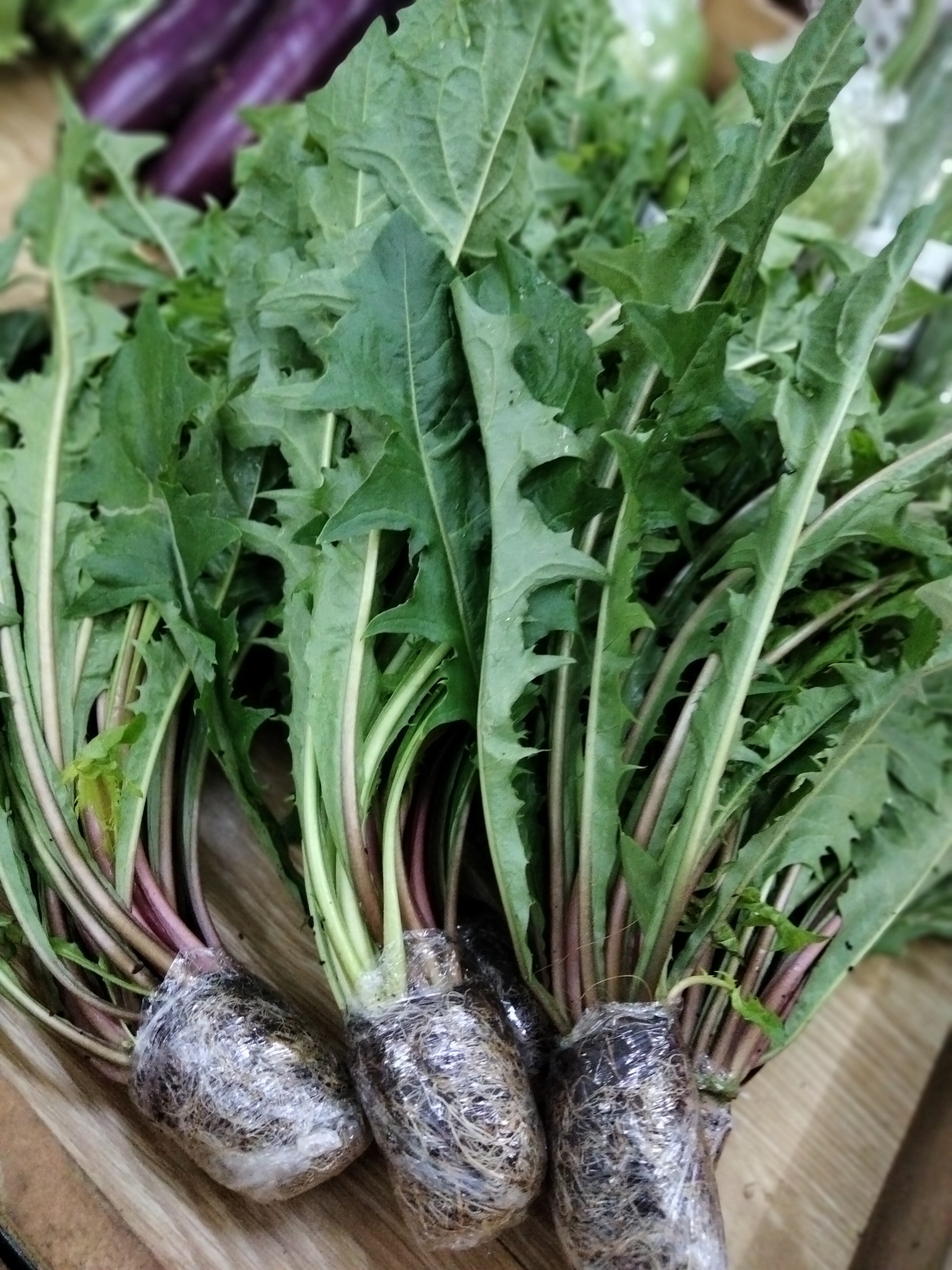 Rau Bồ Công Anh
